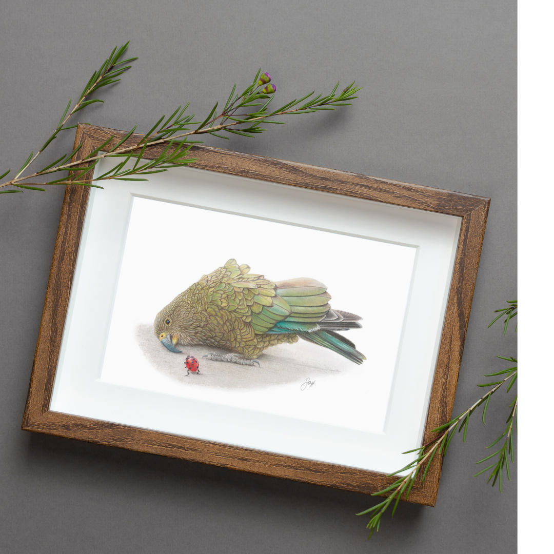 Framed print of Kea from the Daisy Jo Fine Art NZ Natives Collection