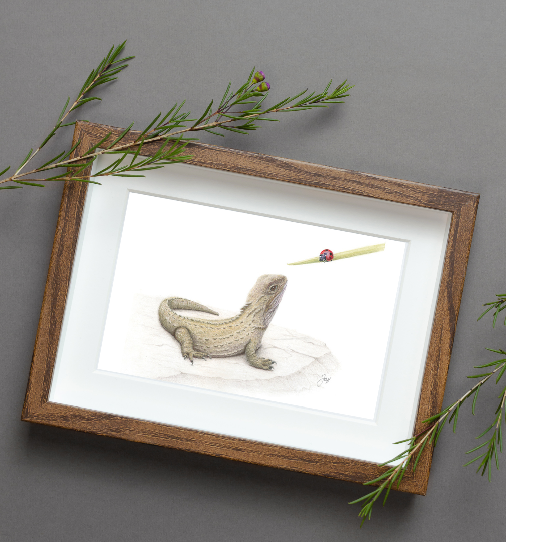 Framed print of Tuatara from the Daisy Jo Fine Art NZ Natives Collection