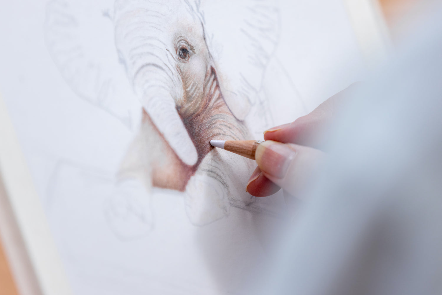 Artist Jo sketching a baby elephant