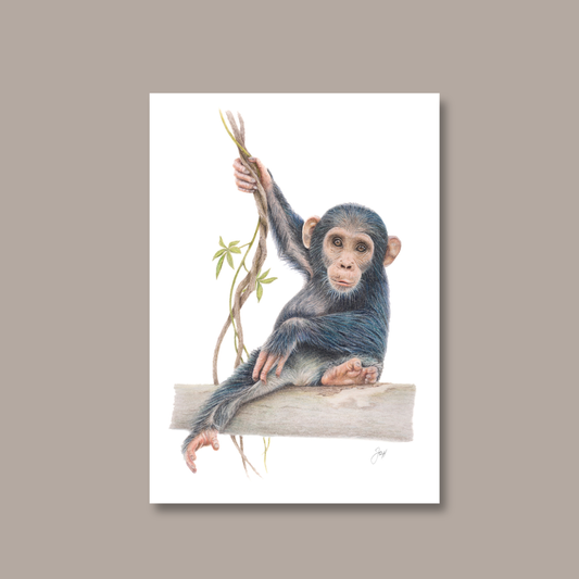 Chimpanzee Curiosity