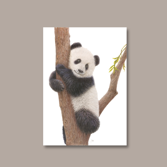 Panda Hugs