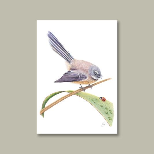 NZ Native Fantail