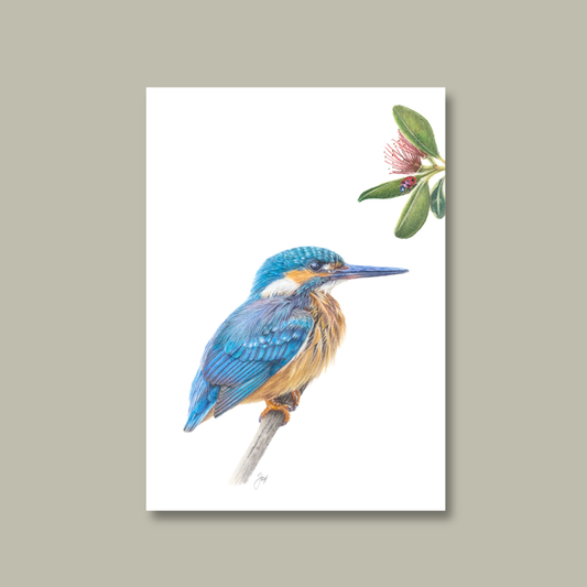 NZ Native Kingfisher