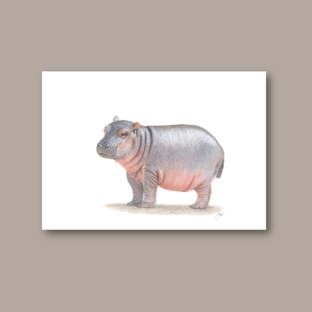 Safari Hippo - Landscape