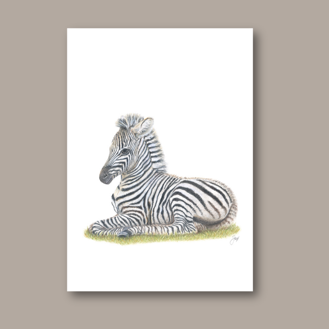 Safari Zebra