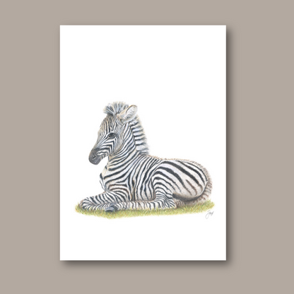 Safari Zebra