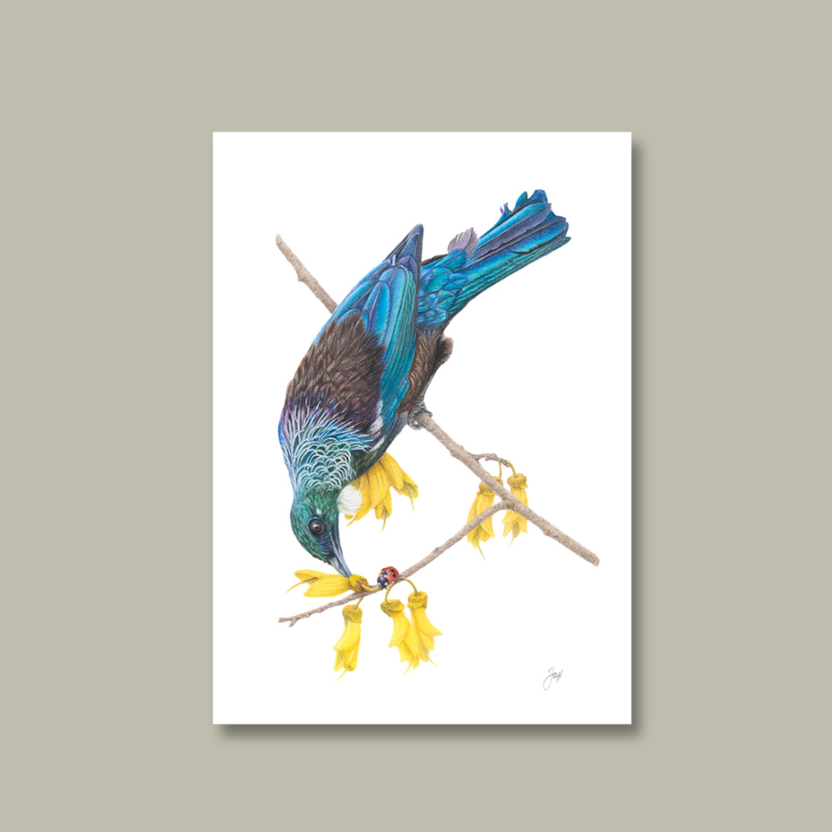 NZ Native Tui