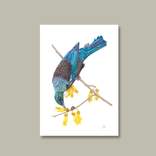 NZ Native Tui